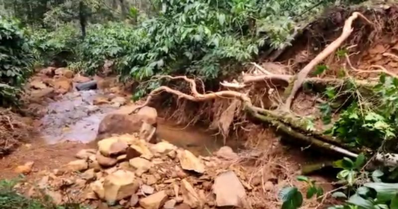 chikkamagaluru coffee estate crop loss 2 e1633454852563