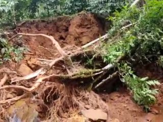 chikkamagaluru coffee estate crop loss 3