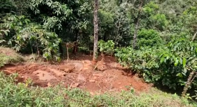 chikkamagaluru coffee estate crop loss 4