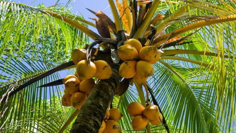 coconut tree 1