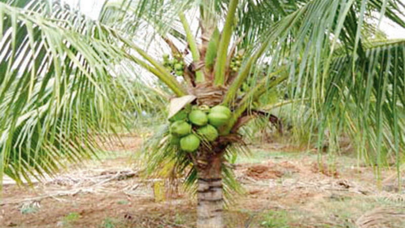 coconut tree 2