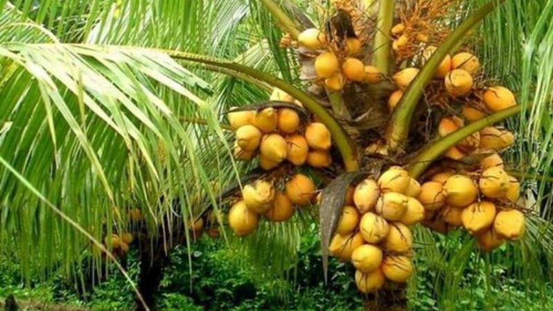 coconut tree 3