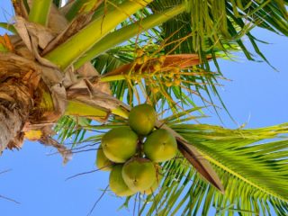 coconut tree
