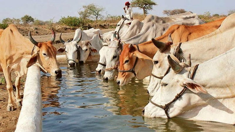 cow sanctuary in Madhya Pradesh
