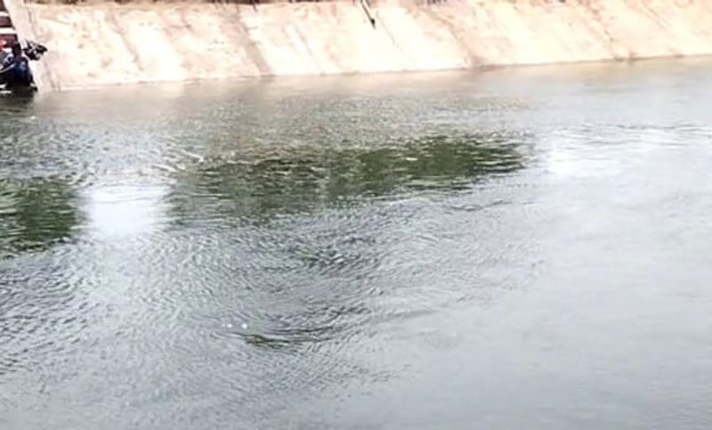 crocodile 2