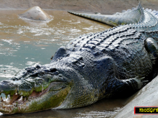 crocodile