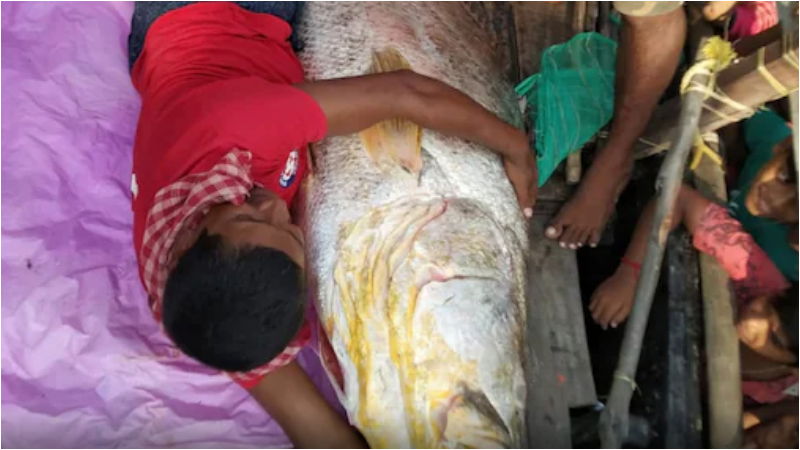 fish 1