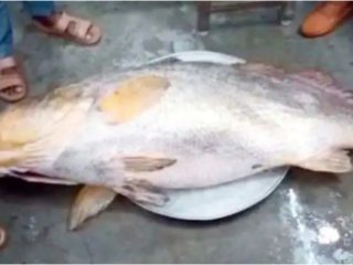 fish