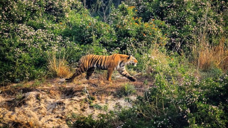 jim corbett national park