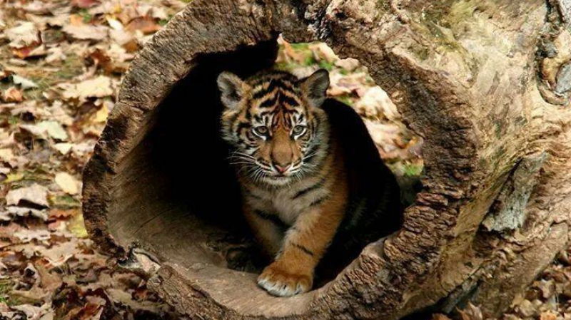 jim corbett national park