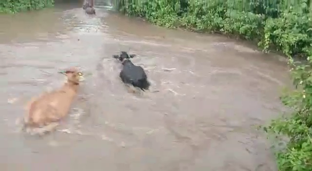 kalaburagi chikkodi rain 1