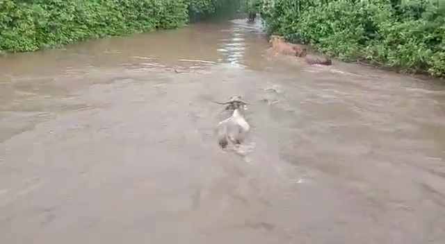 kalaburagi chikkodi rain 3