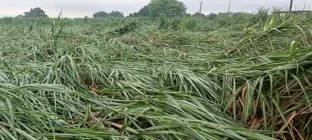 kalaburagi rain crop loss