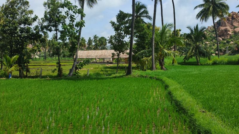 koppala resort 2