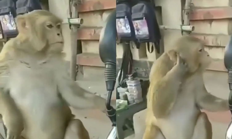 monkey 2
