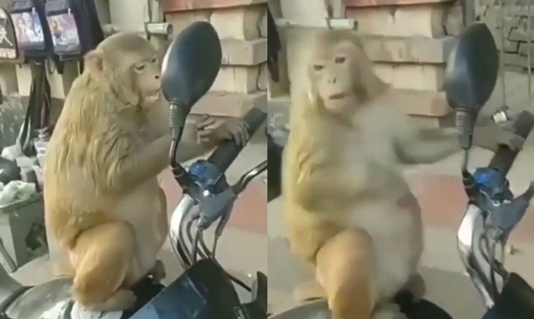 monkey 3