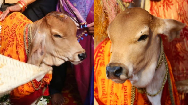 COW