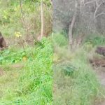 ELEPHANT madikere 1