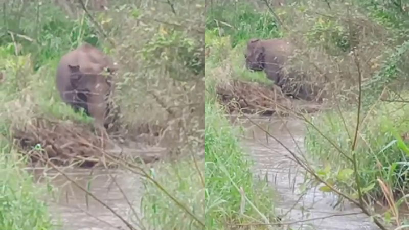 ELEPHANT madikere