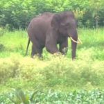 KWR ELEPHANT