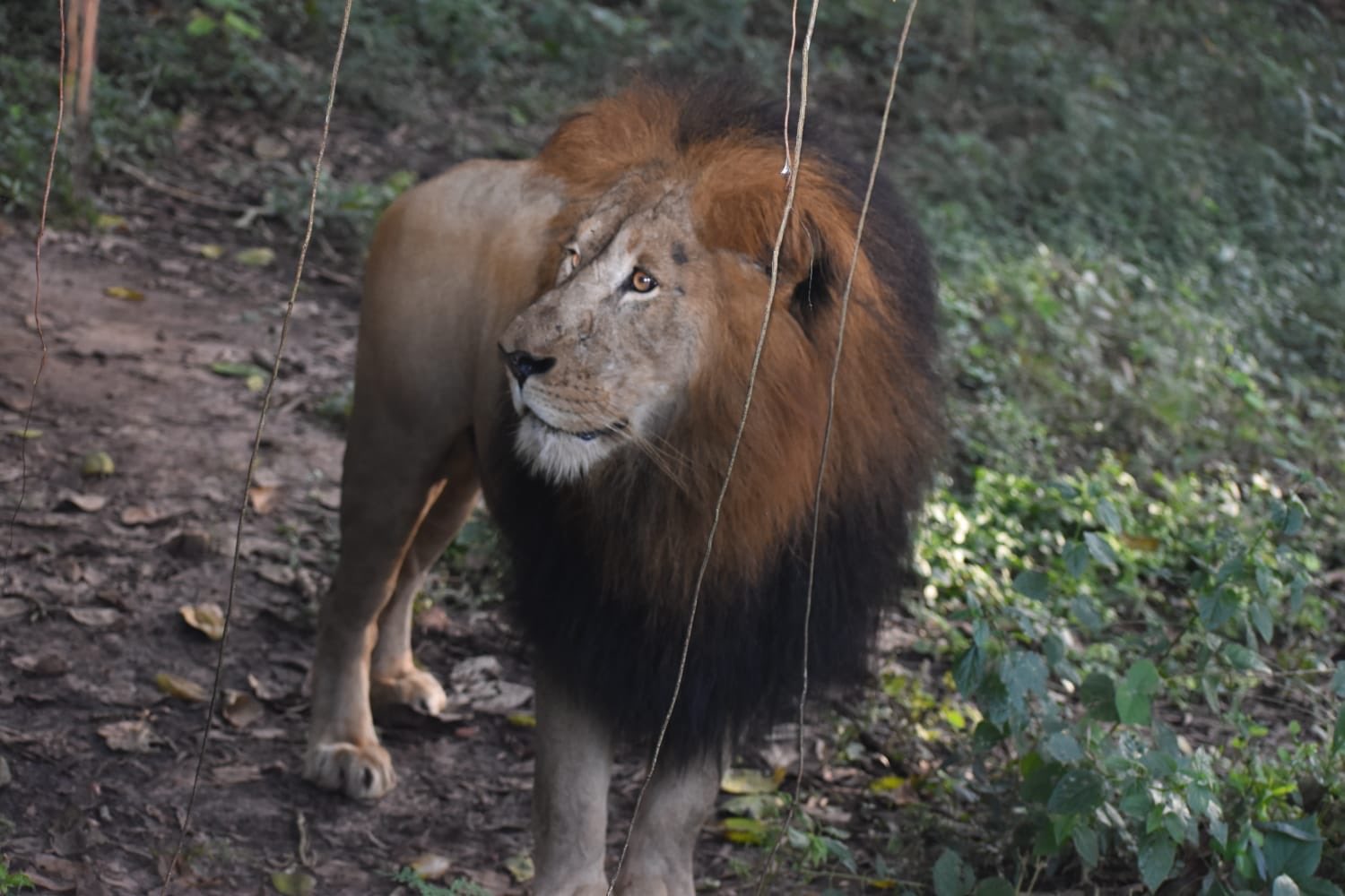 Karnataka Tourism lion