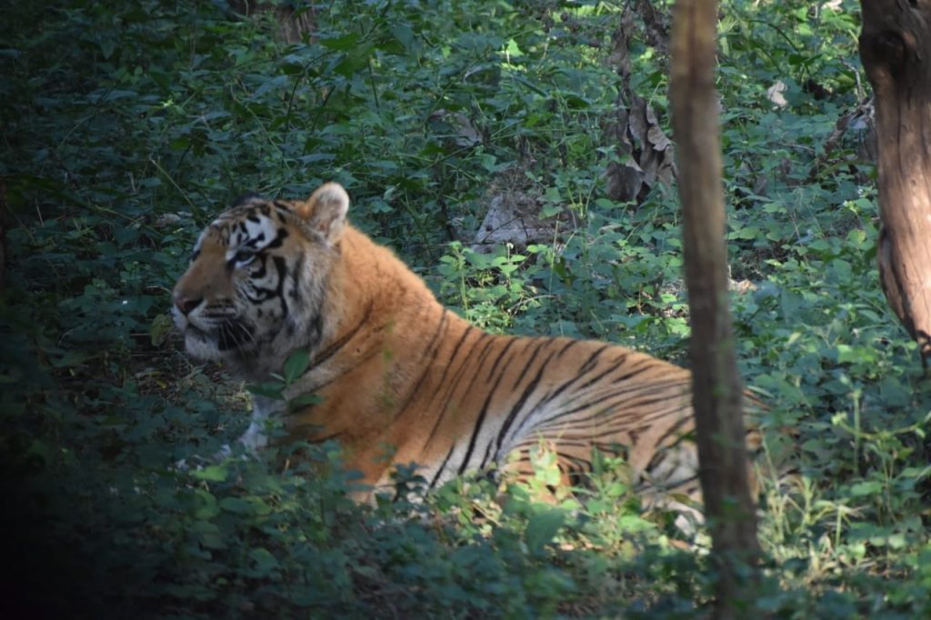 Karnataka Tourism tiger