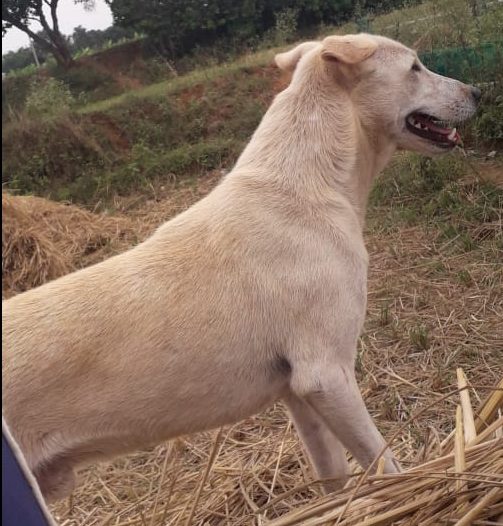MYS SIDIMADDU DOG DEATH AV 3 e1636948718207