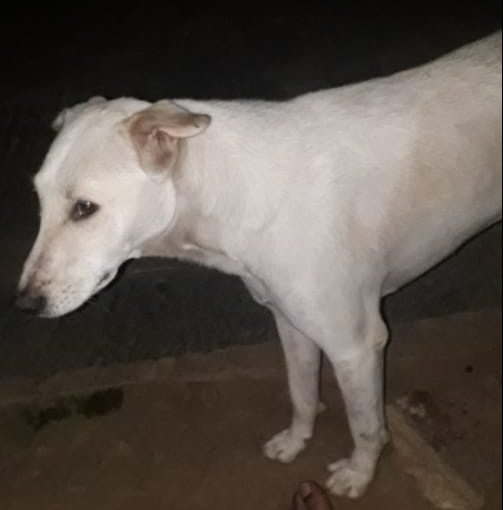 MYS SIDIMADDU DOG DEATH AV 4 e1636948696756