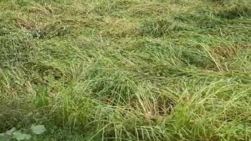 Millet crop