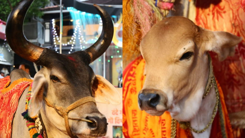 SHASHIKALA JOLLE 1