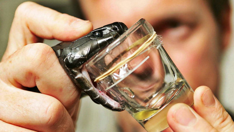 Snake Venom