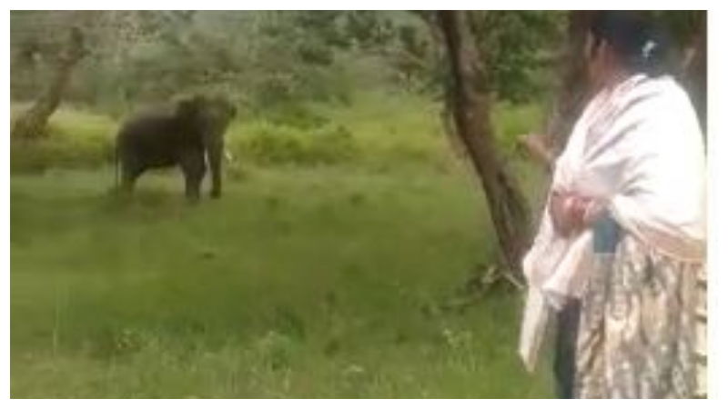 bandipura elephant