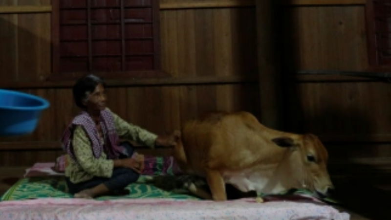 cambodia married cow