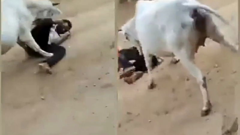 dog and cow 1