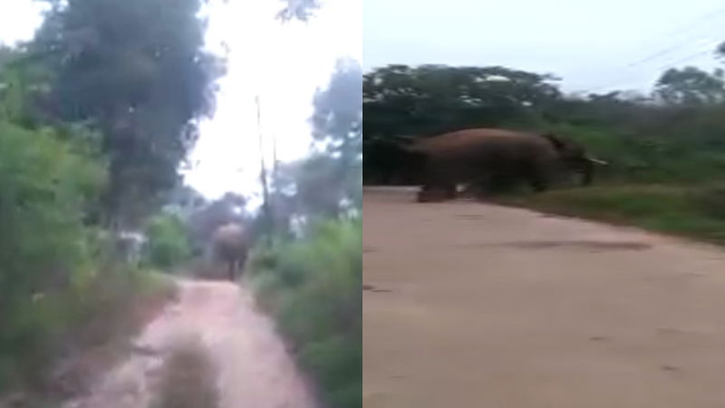 elephant hassana