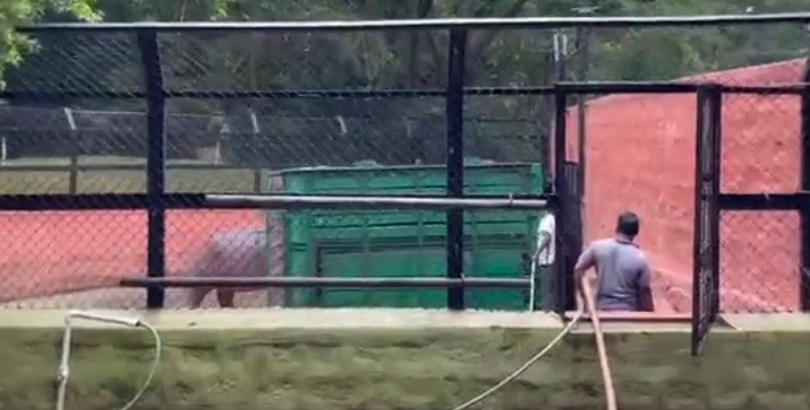 hippo1