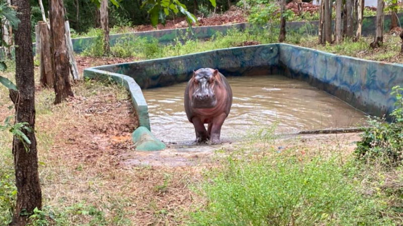 hippo2