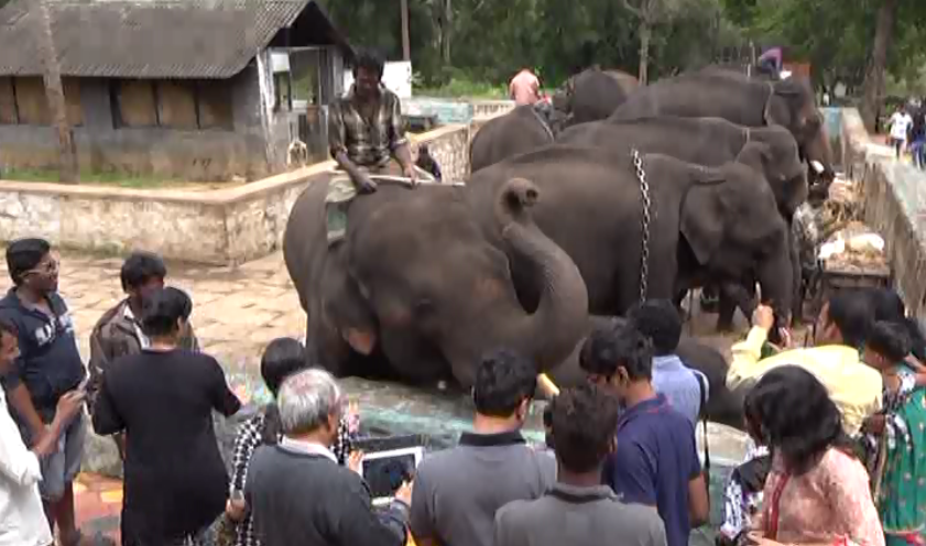 kodagu elephant camp2