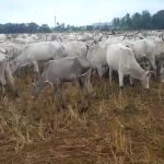 koppala cow
