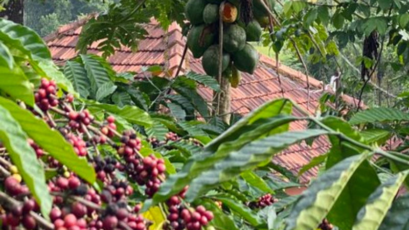 madikeri 4