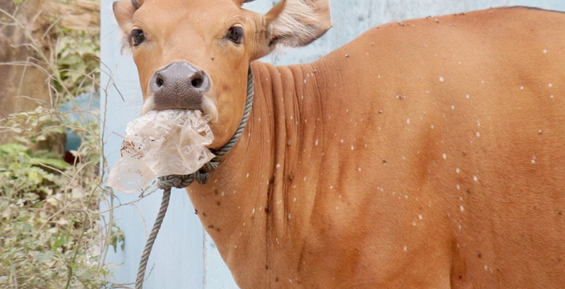 COW PLASTIC 2