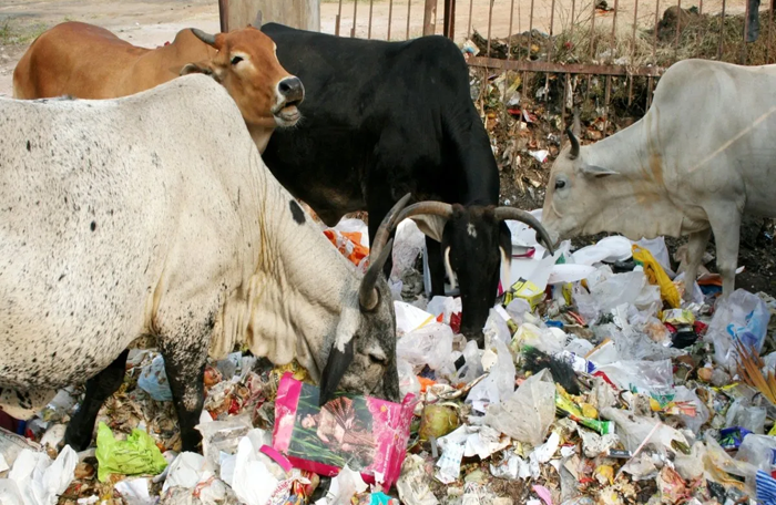 COW PLASTIC 2
