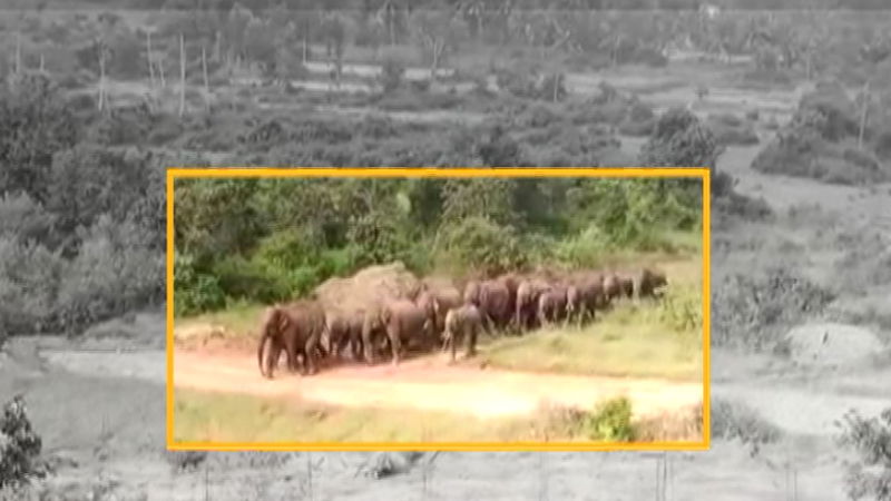 ELEPHANT 1 1