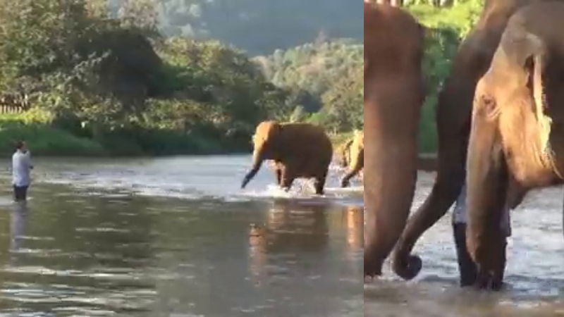 Elephants Reunite With Caretaker 2