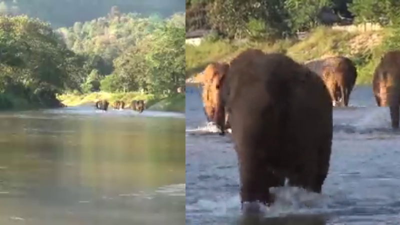 Elephants Reunite With Caretaker 3