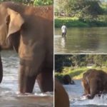Elephants Reunite With Caretaker 4