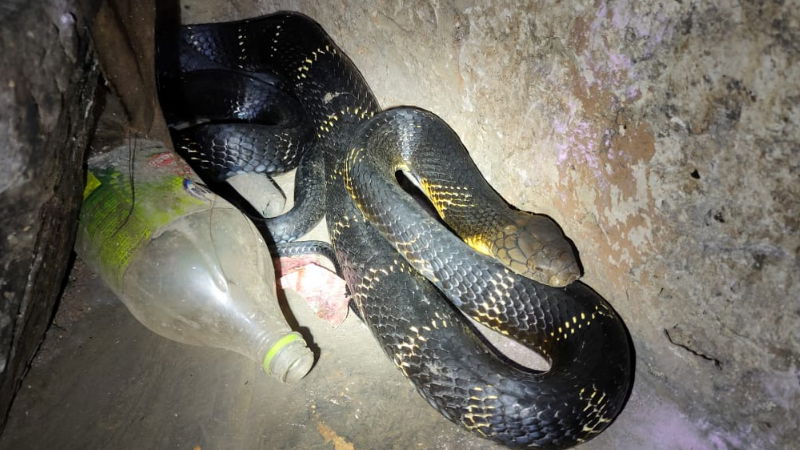 KING COBRA 2
