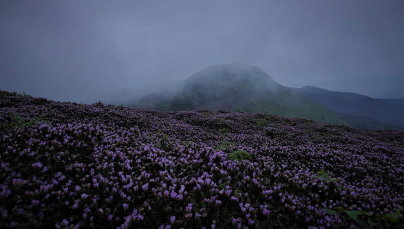 Neelakurinji flower 1