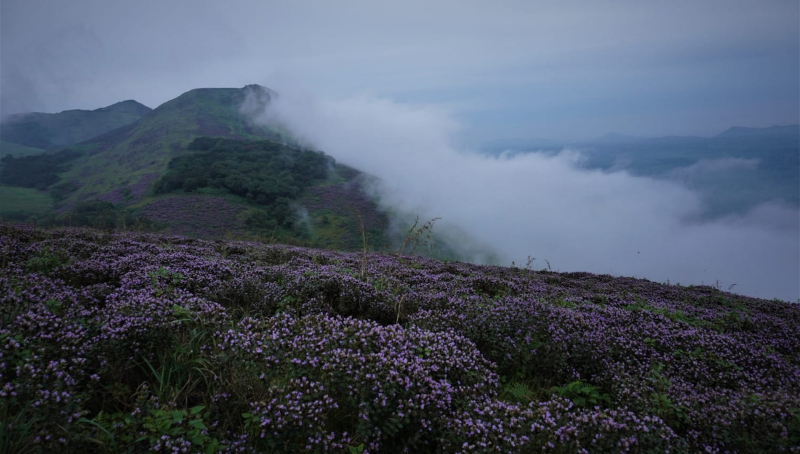 Neelakurinji flower