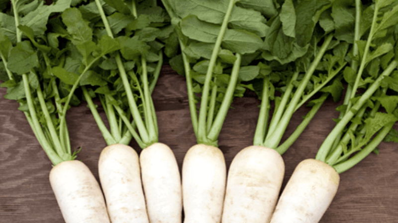 Radish